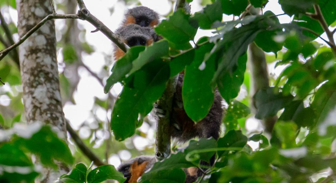 Macacos zogue-zogues 