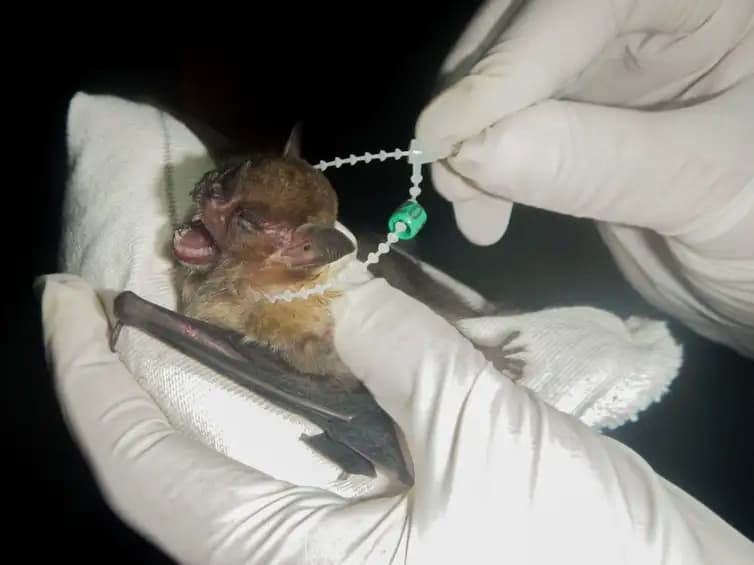 Os animais são identificados e, logo em seguida, liberados