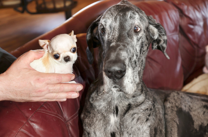Maior e menor cães do mundo se encontram