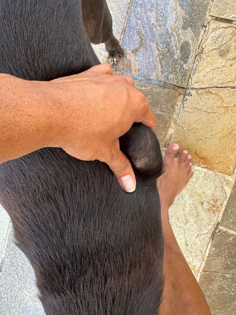 Cachorro resgatado surgiu com tumor outra vez; Laila e seu pai precisarão tomar cuidados redobrados