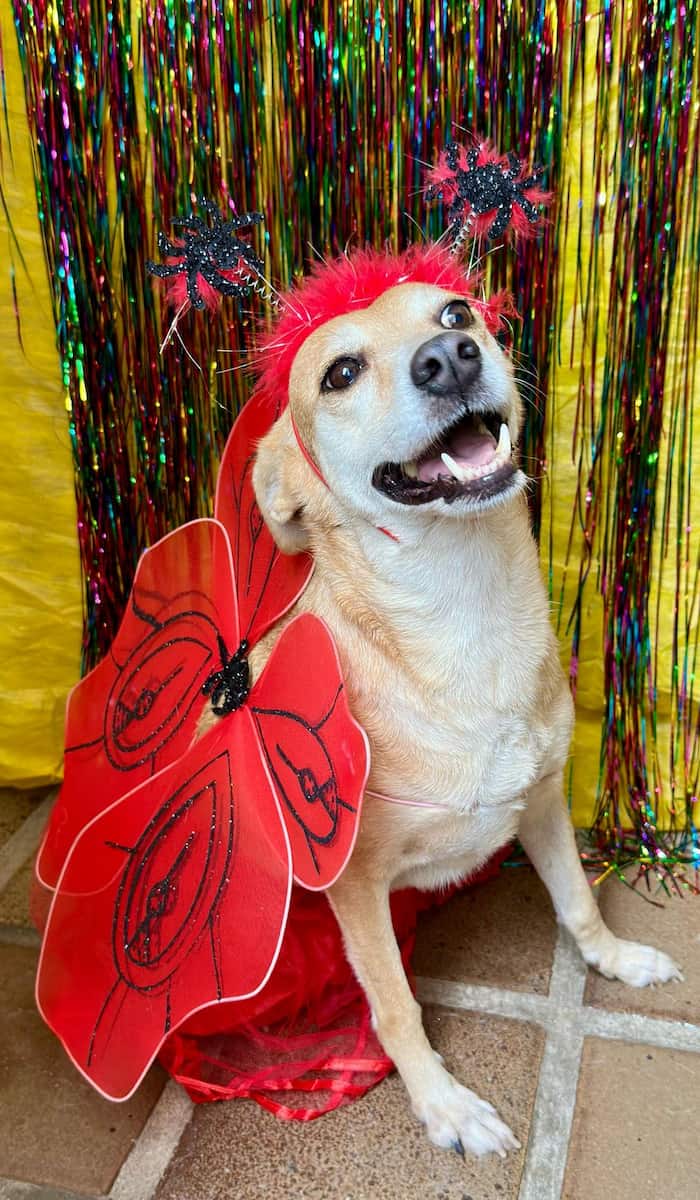 Linda, cachorra resgatada pelo abrigo durante sessão de fotos para sua madrinha