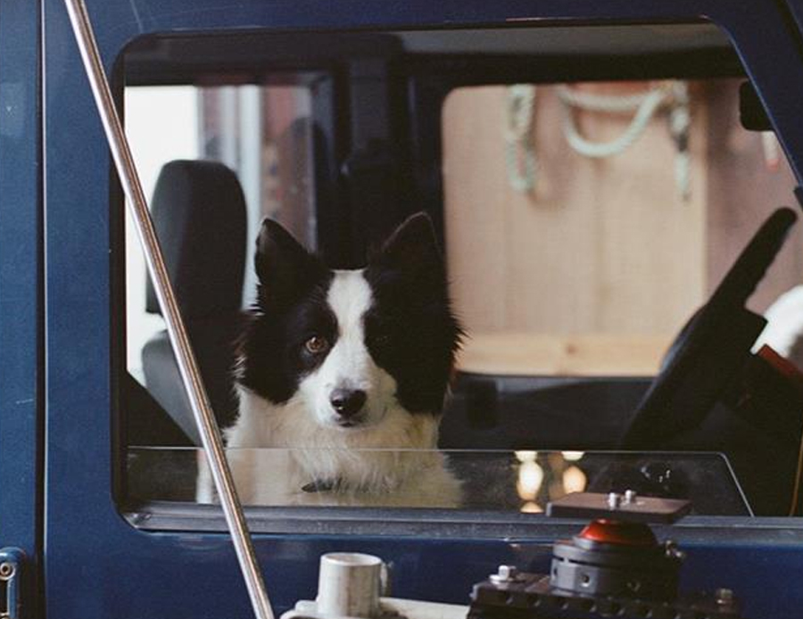 Cãozinho Panda recebe prêmio da Palma Canina (Palm Dog)