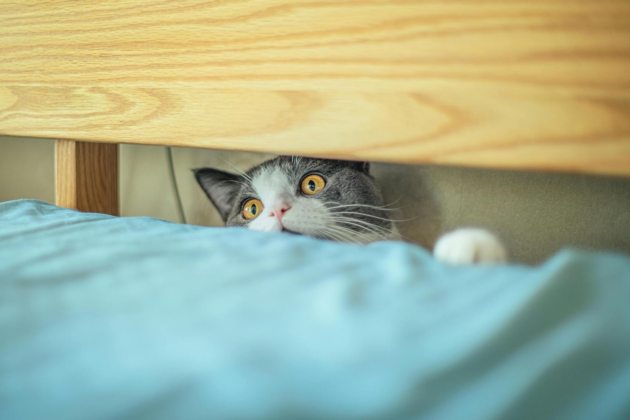 Gato