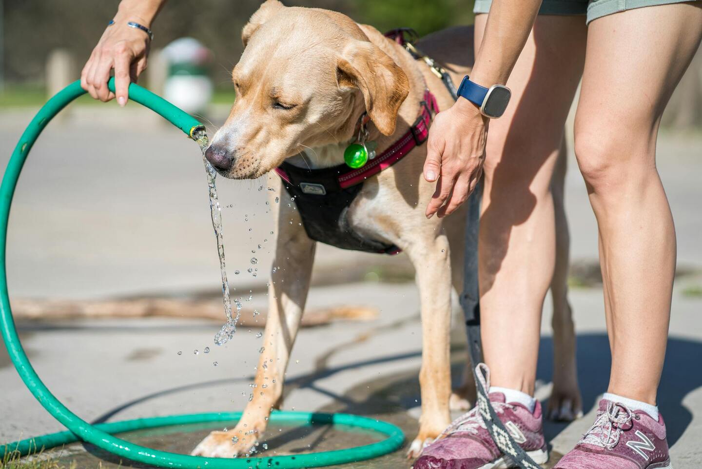 Cachorro bebendo água na rua