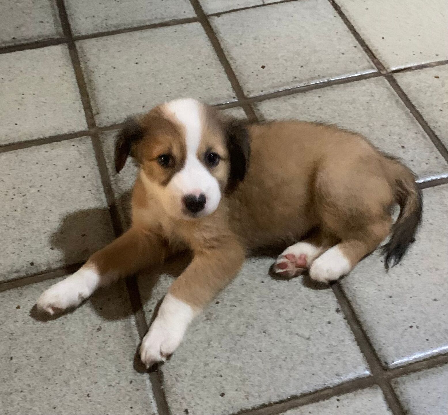 Filhote disponível para adoção 