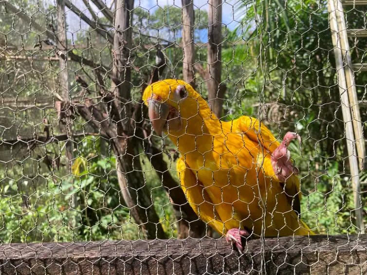 Arara Guaruba Guarouba do projeto Ararajuba. 