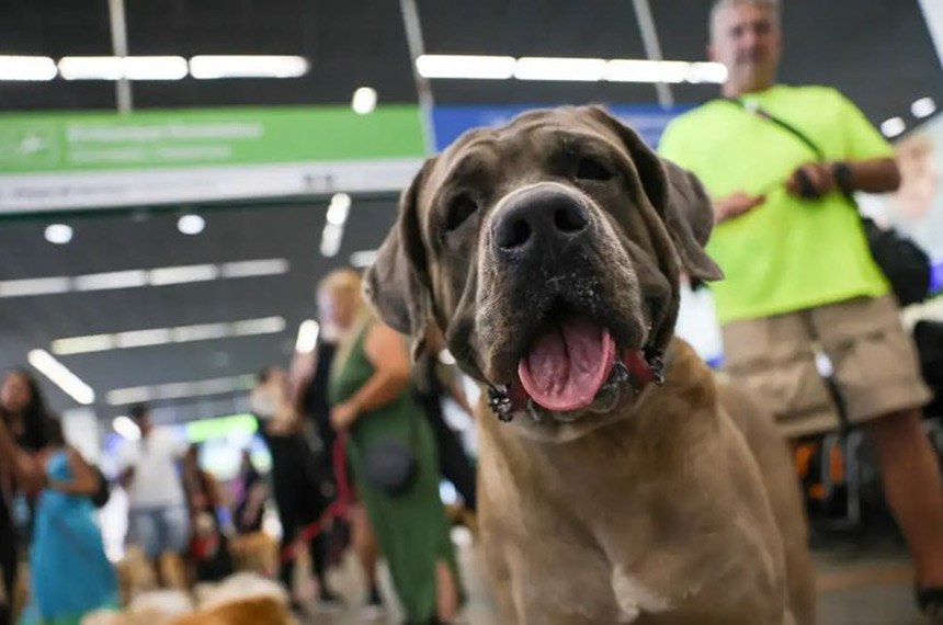 Cachorro em aeroporto - Fábio Rodrigues-PozzebomAgência Brasil