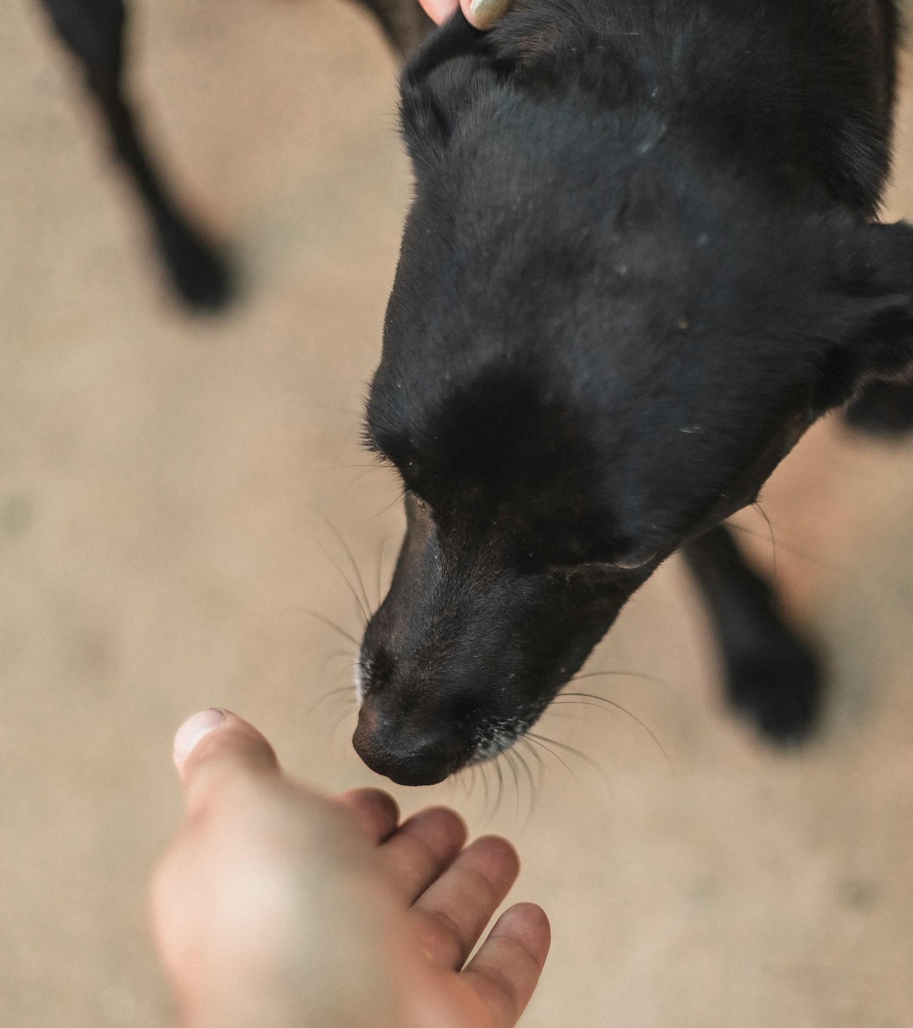 Deixar que o animal sinta seu cheiro antes de decidir uma aproximação é uma estratégia segura para momentos de rigidez por parte do animal - Pexels/Gezerasph