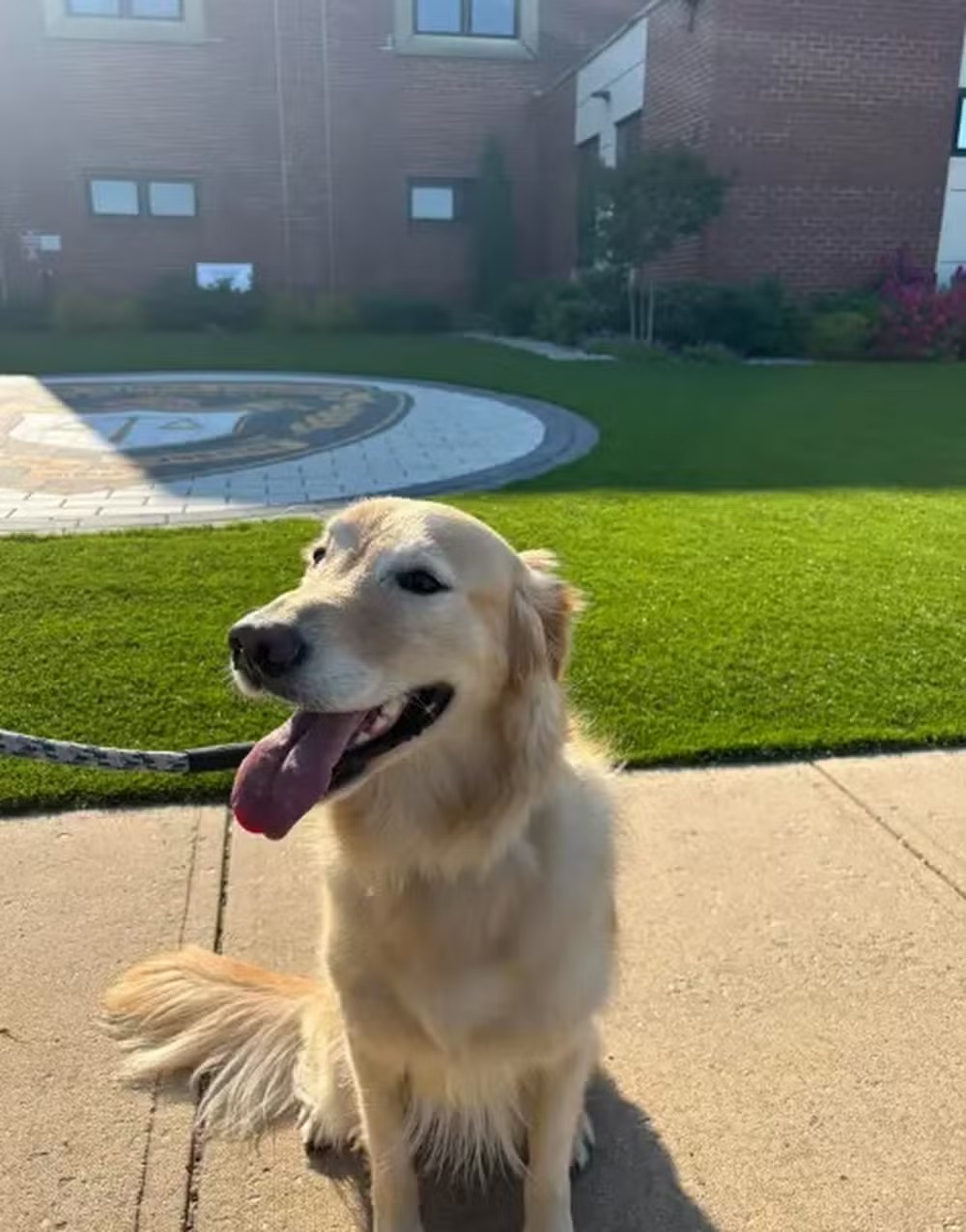 Archie, golden retriever de 5 anos, após ser devolvido