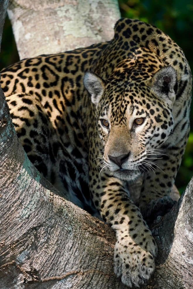 Vídeo mostra momento em que onça ataca jacaré no Pantanal do Mato Grosso