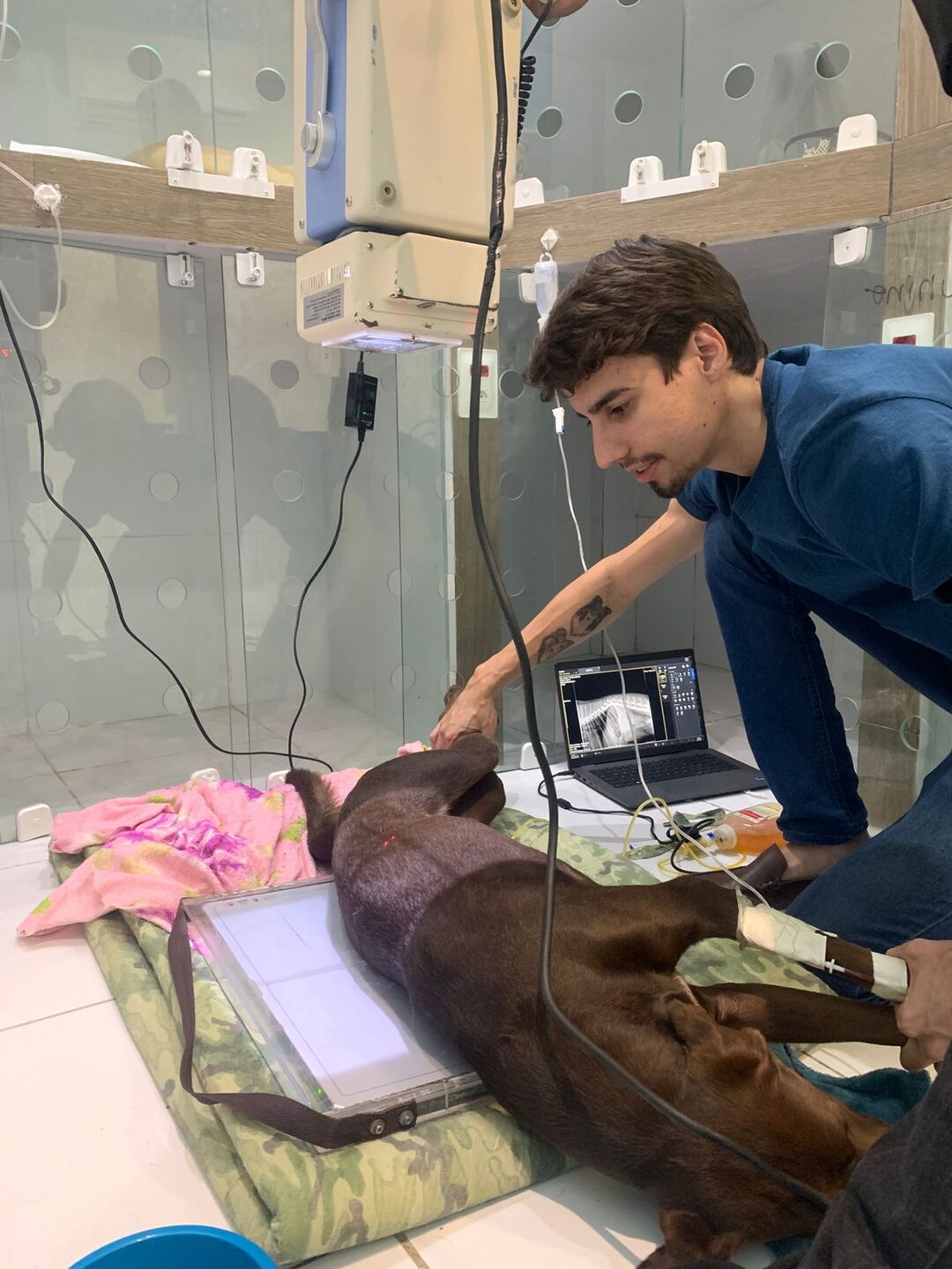 Cãozinho passa por exames após cair de um viaduto - Divulgação