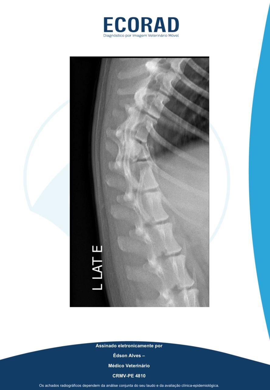 Cachorro fratura a coluna ao cair do Viaduto da Caxangá - Divulgação
