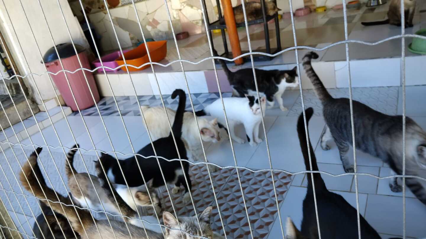 O abrigo acolhe aproximadamente 50 gatos - Cortesia