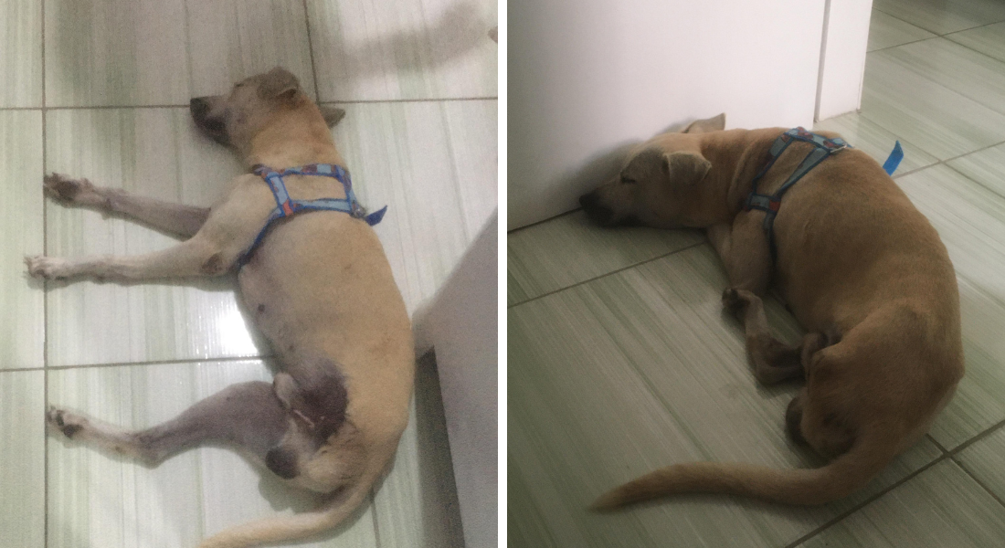 Lilo passou de sofrer maus-tratos para uma vida de carinho graças ao amor que Williany tem por cães SRD