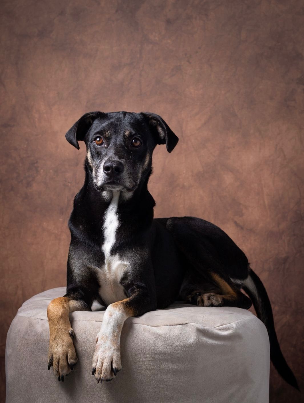 Cachorro disponível para adoção no evento - Pet Vip Fotografia / Abrigo de Seu Alberto
