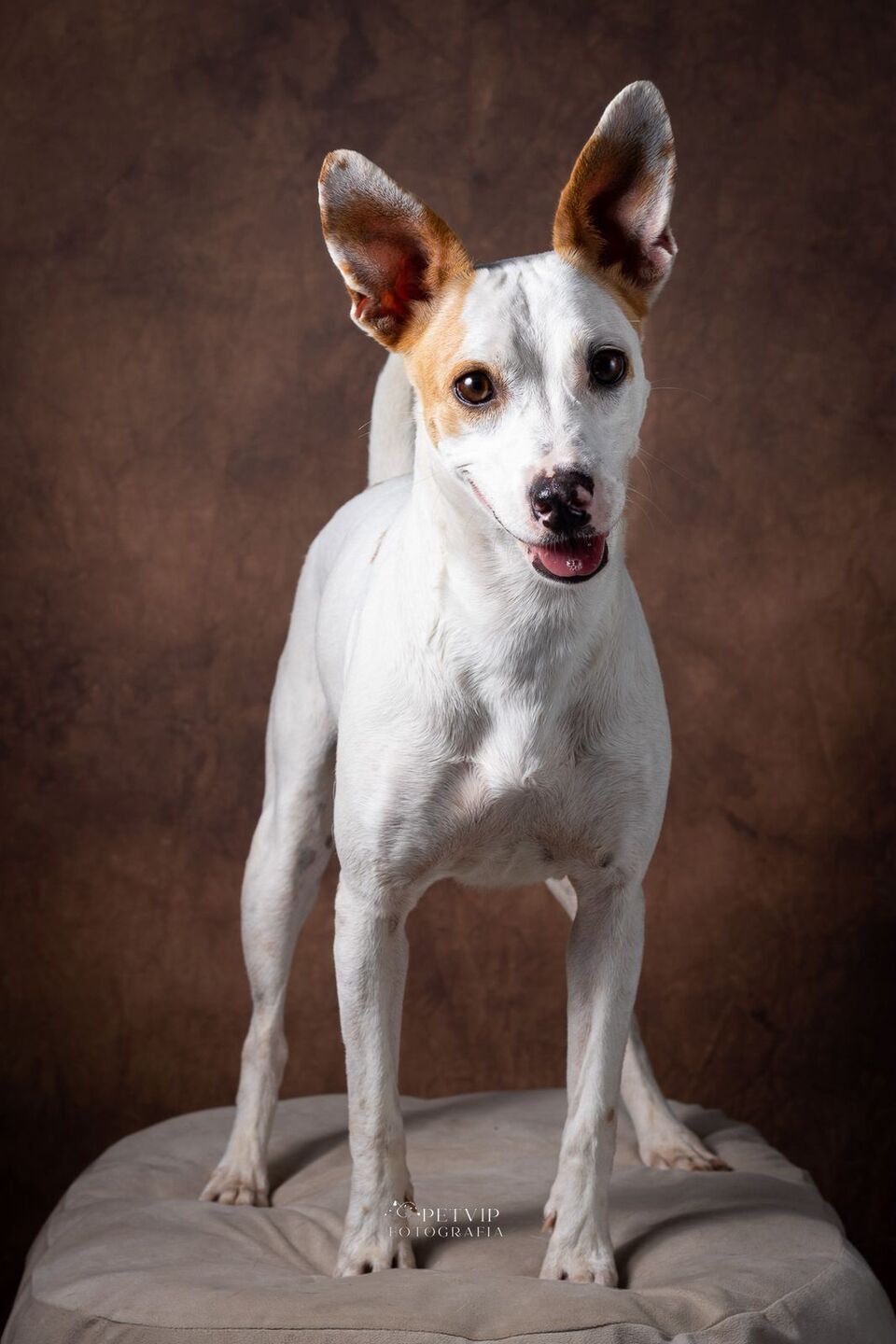 Cãozinho de porte pequeno disponível para adoção no evento - Pet Vip Fotografia/Abrigo de Seu Alberto