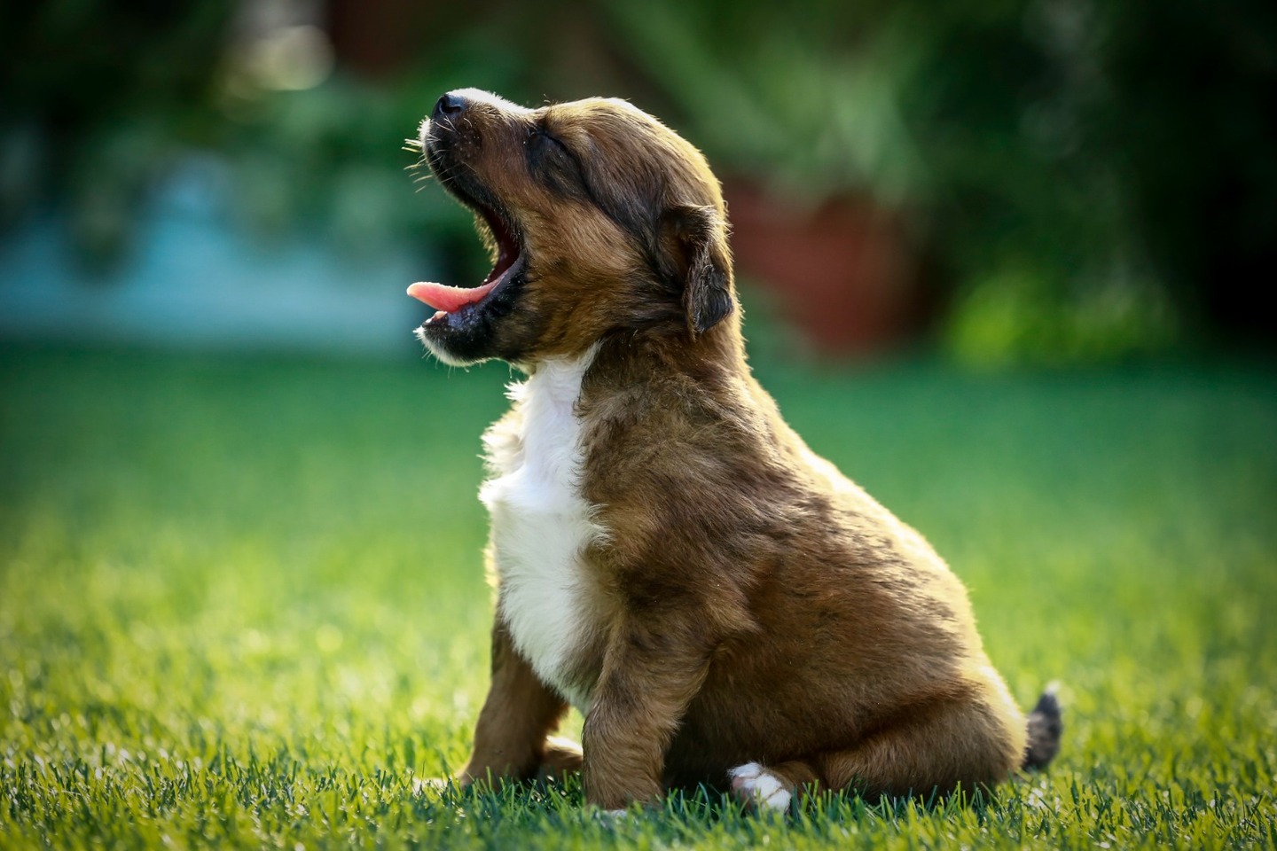 A adoção de filhotes na plataforma exige comprometimento com a saúde do animal -Heudes Regis/PCR