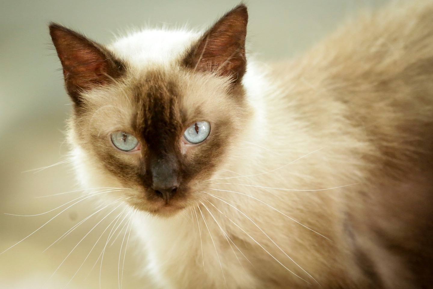 Felino disponível para adoção na plataforma Adota Pet - Heudes Regis/PCR