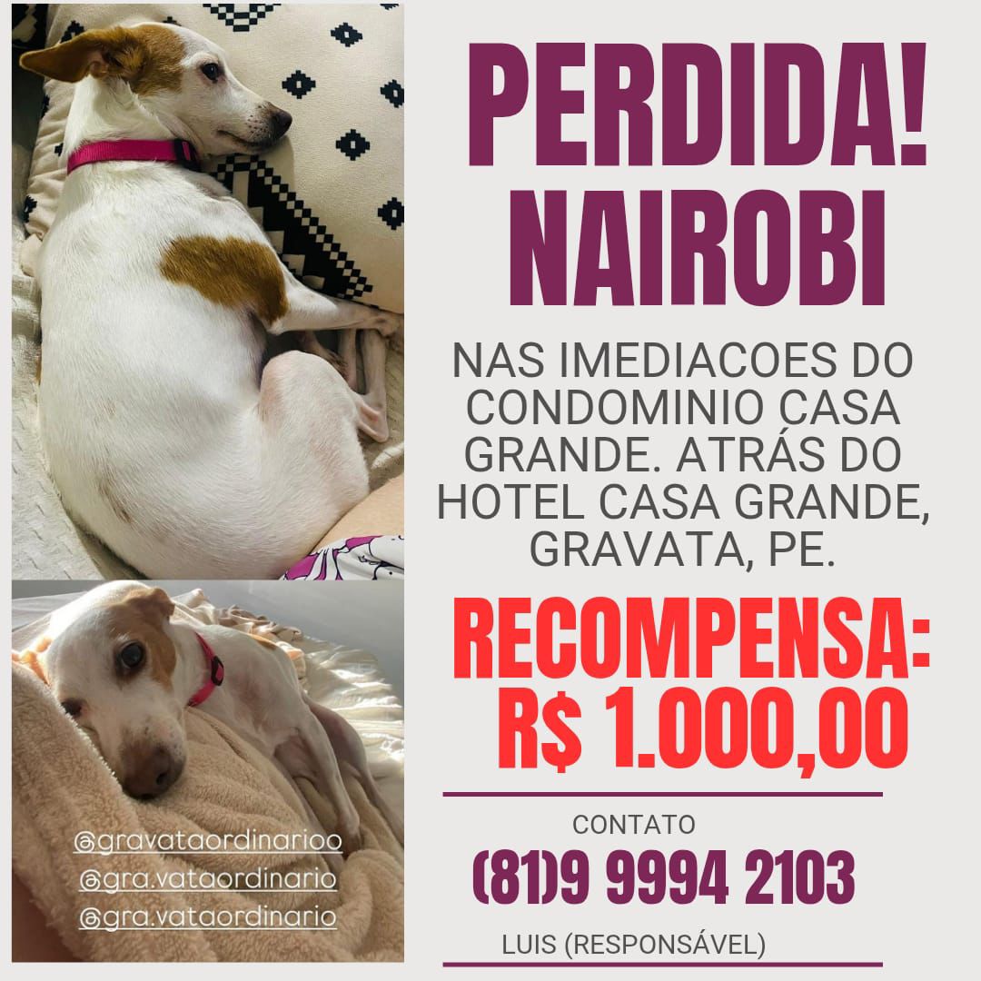 Cards foram compartilhados em busca da cadelinha - Cortesia