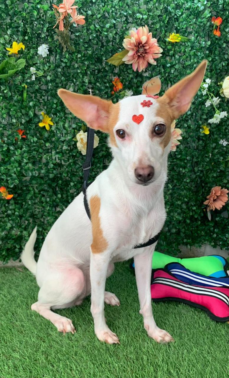 Nairóbi tem cinco anos, pelo menos quatro com sua família tutora - Cortesia