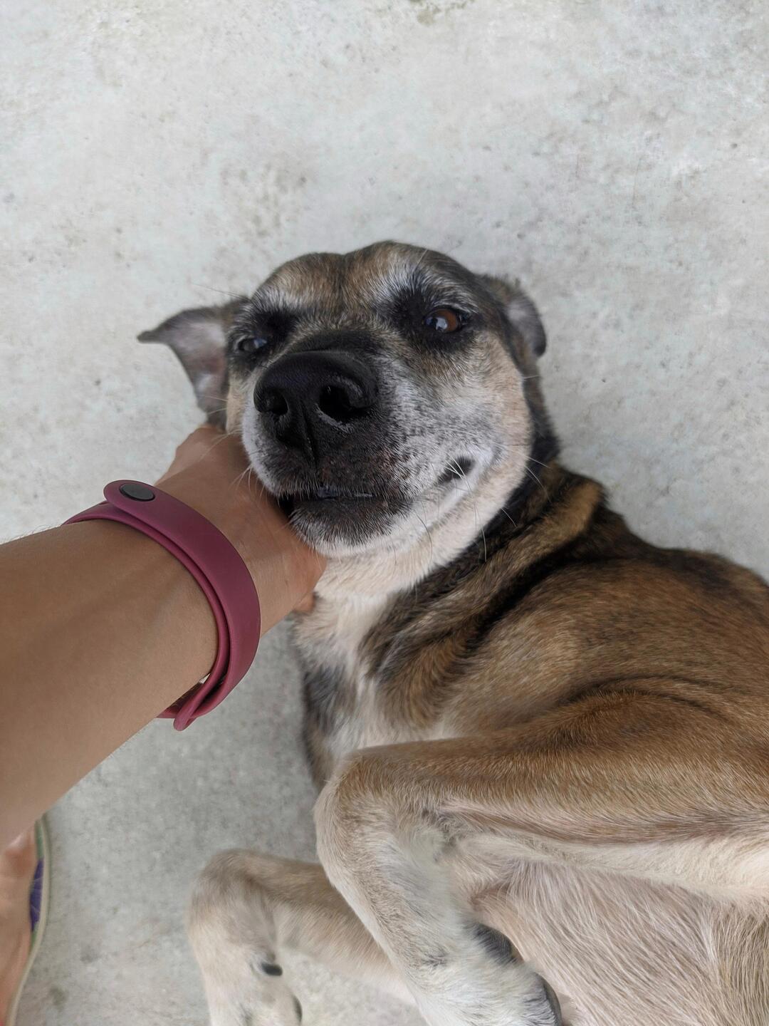 Abandonado por uma família que desistiu de conviver com ele já adulto, Nininho foi salvo pela família de Mayra e hoje vive cercado de amor - Cortesia