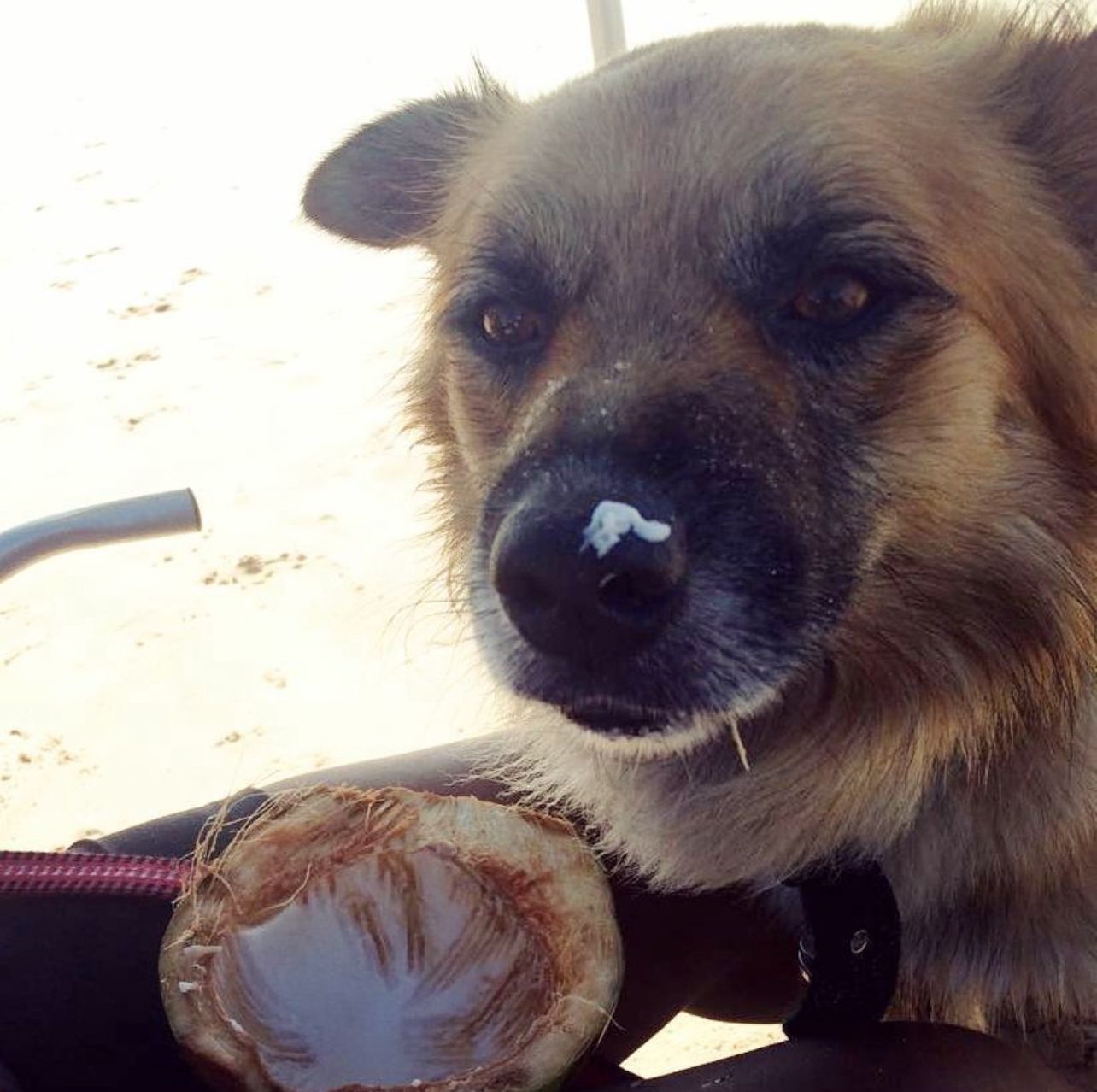 Apolo, cãozinho de Mayra, comendo coco verde - Cortesia