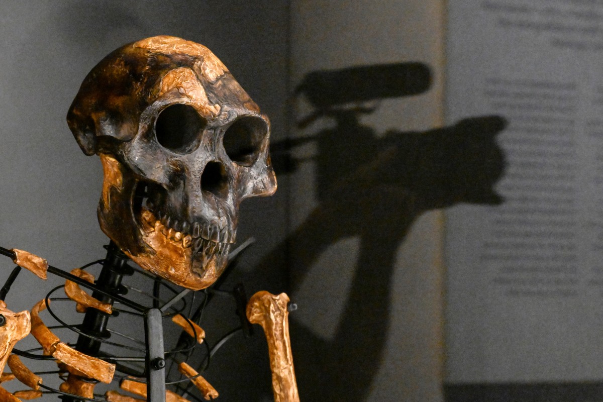  Estrutura óssea da ancestral Australopithecus afarensis Lucy