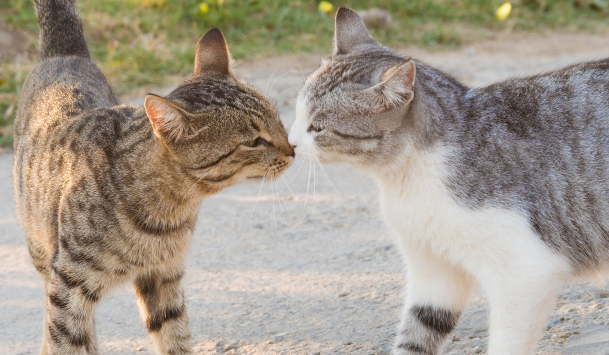 Gatos usam outras formas de comuncação entre si - Canva