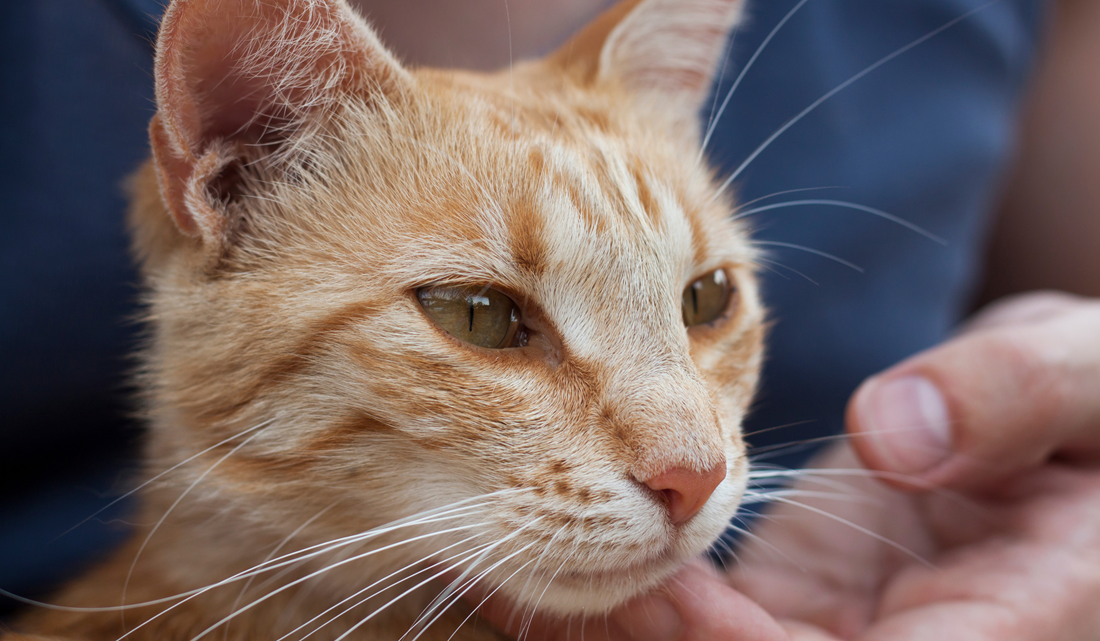 Gato recebendo carinho - Canva