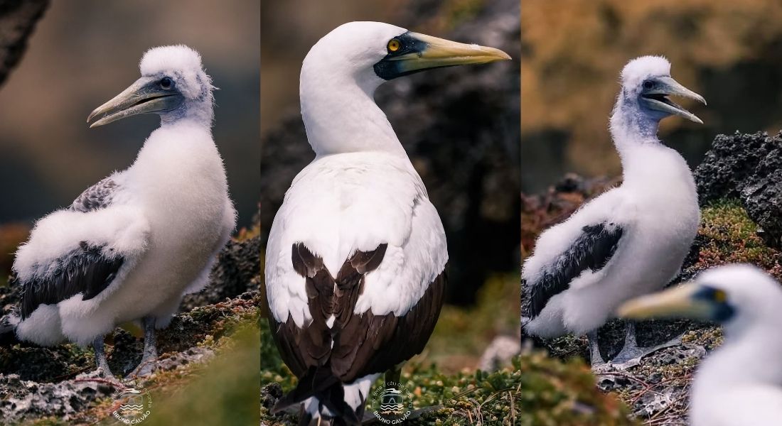 Desde 2021, nenhum filhote foi registrado em Fernando de Noronha 