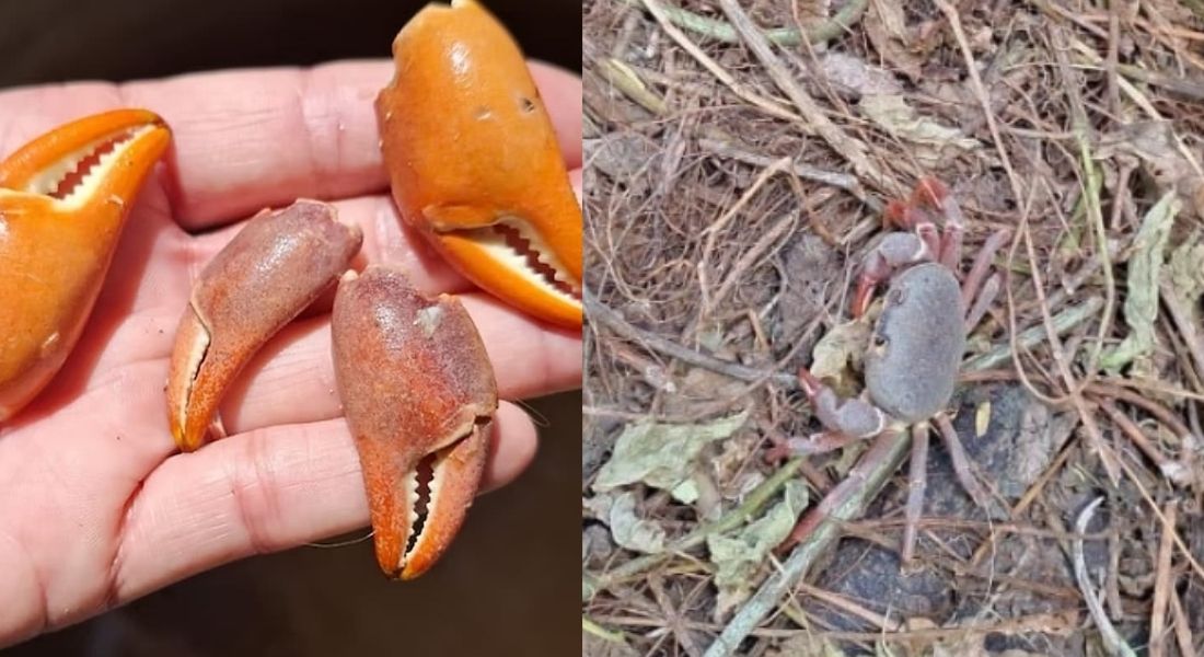 Quatro puãs (patas com pinças) de caranguejos-amarelos foram encontradas em residência de Noronha, e o animal encontrado vivo foi devolvido à natureza
