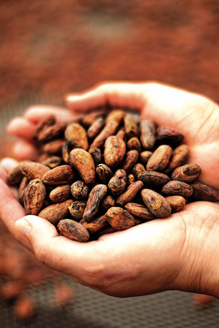 A trade company negocia ampla gama de produtos e serviços, como o cacau, café, etanol e frete marítimo