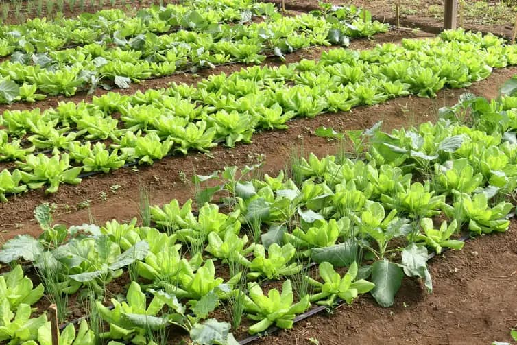 Hortaliças dependem de clima ameno para se desenvolverem melhor