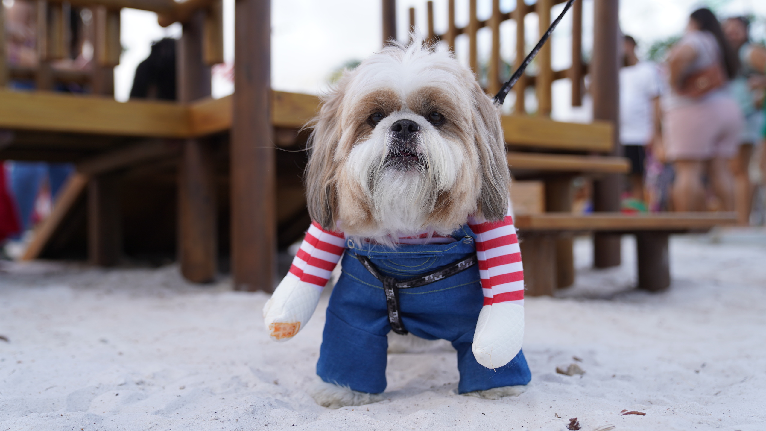 Halloween para cães no Riomar