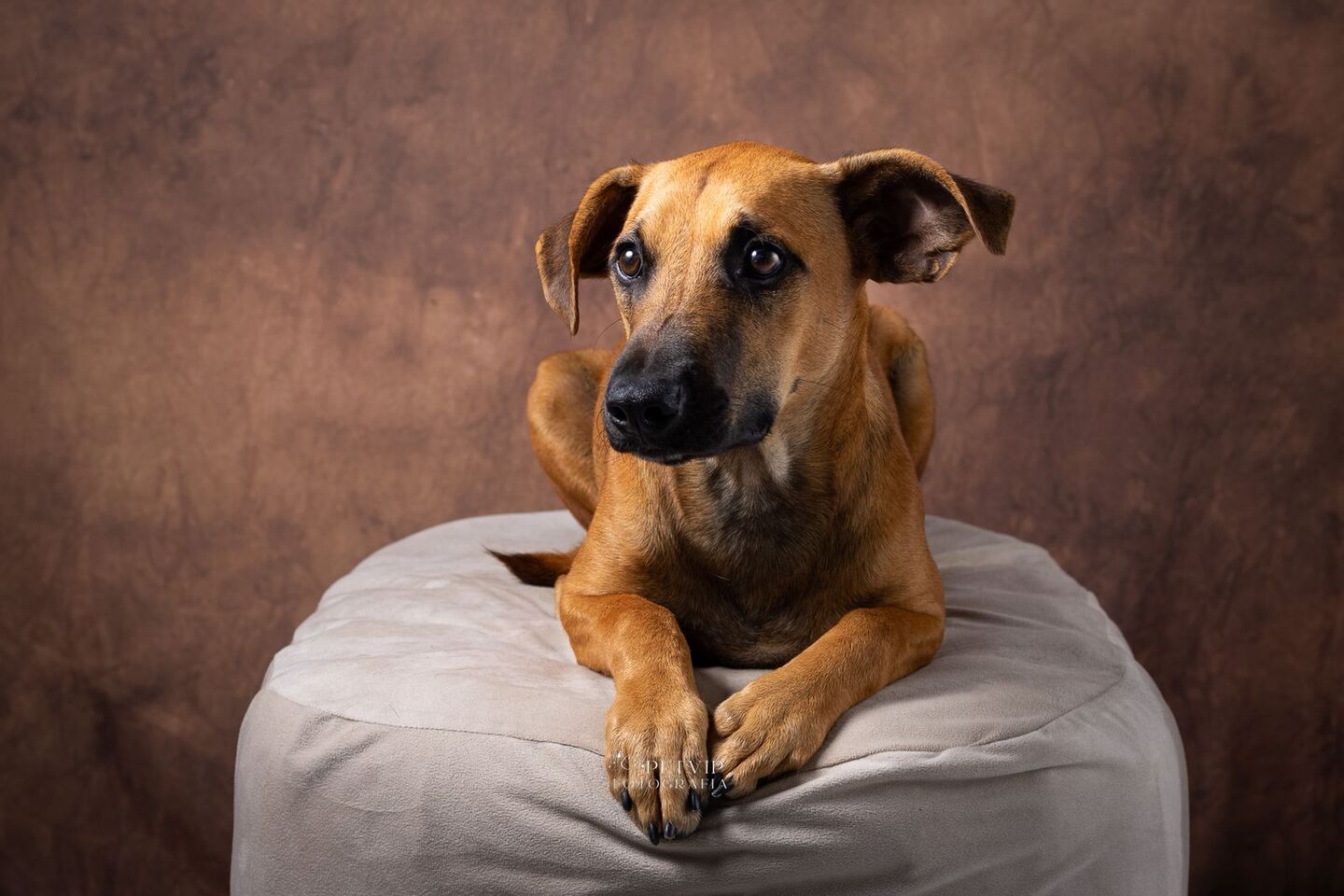 Cachorro do Abrigo de Seu Alberto