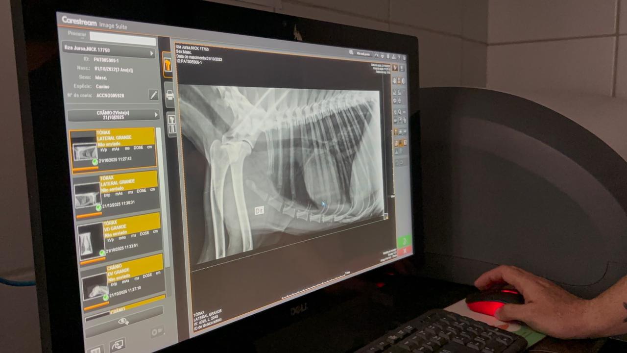 Foram realizados exames para avaliar a saúde do animal - Matheus Nóbrega/SECOM Olinda