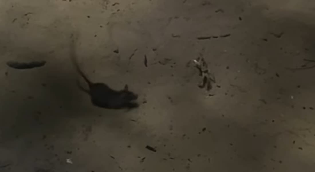 Vídeo de gabirus e maria-farinha brigando na praia de Boa Viagem viraliza nas redes sociais