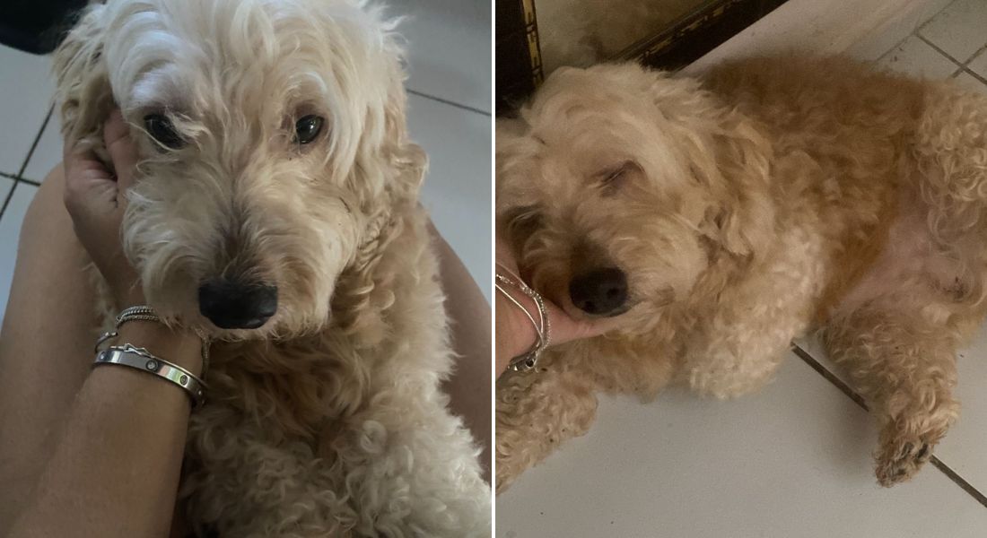 Sheik tem 10 anos de vida, é cardiopata, faz uso de medicação e precisa de cuidados especiais