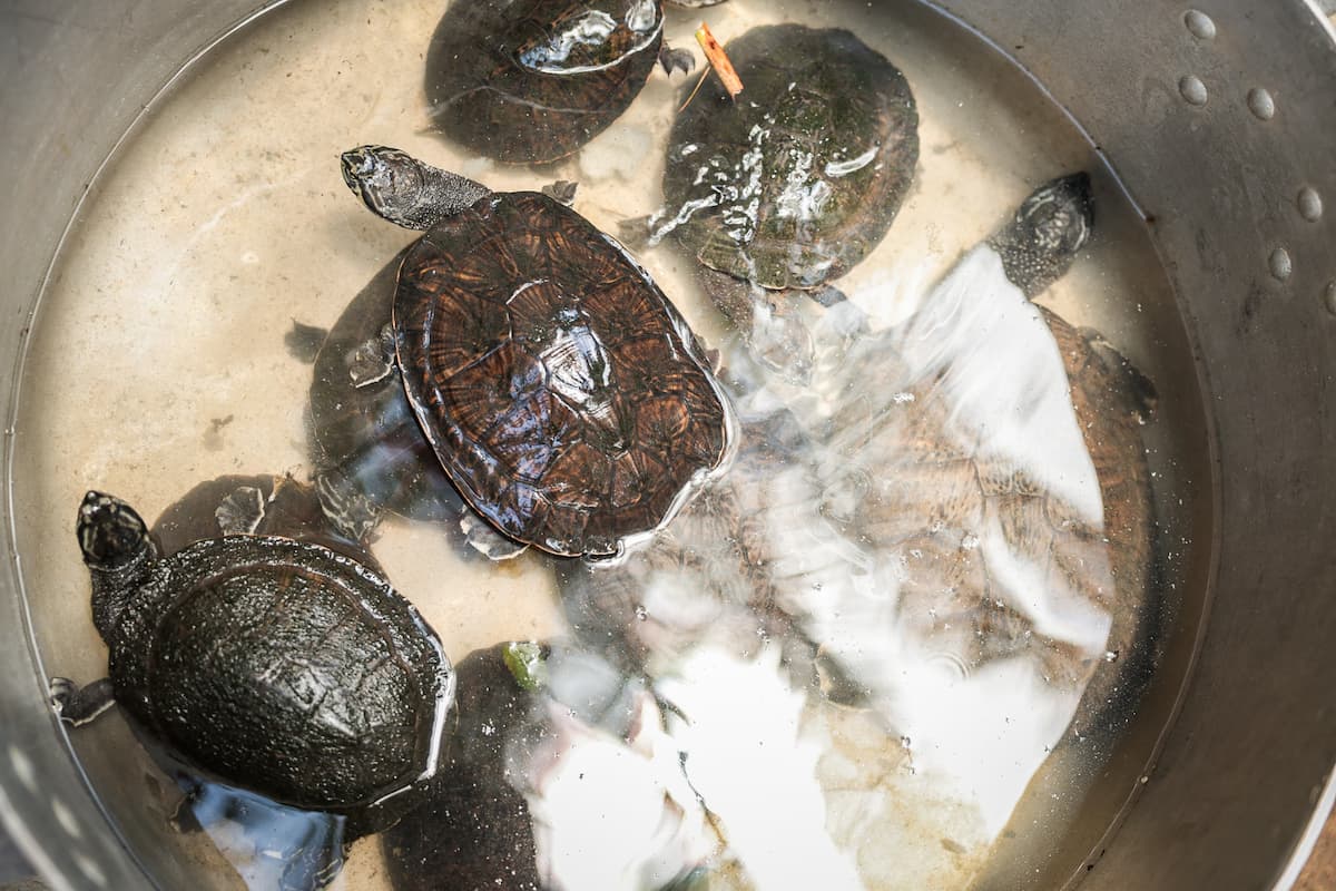 Animais foram retirados do canal por moradores 