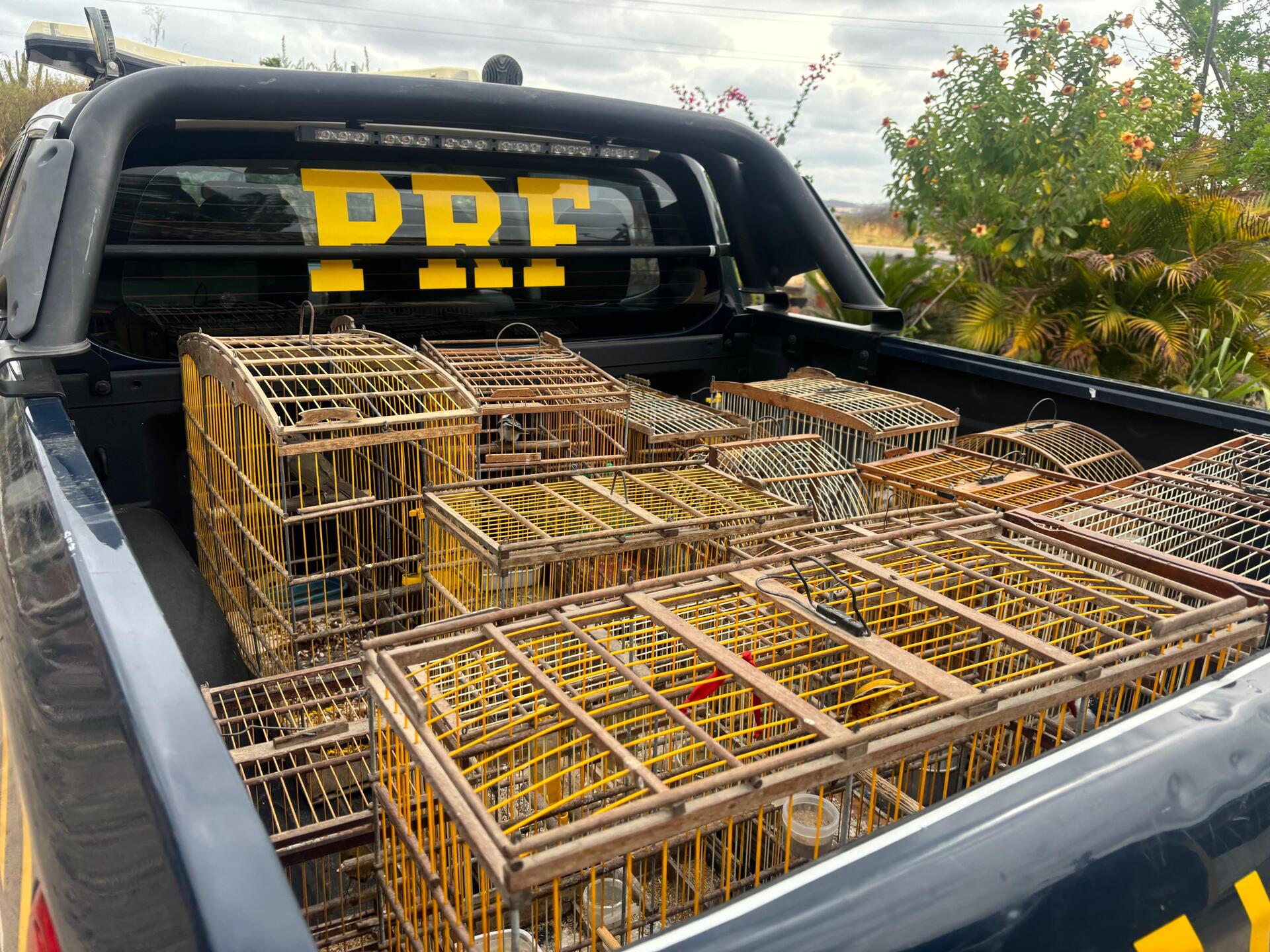 Aves silvestres resgatas pela operação da PRF