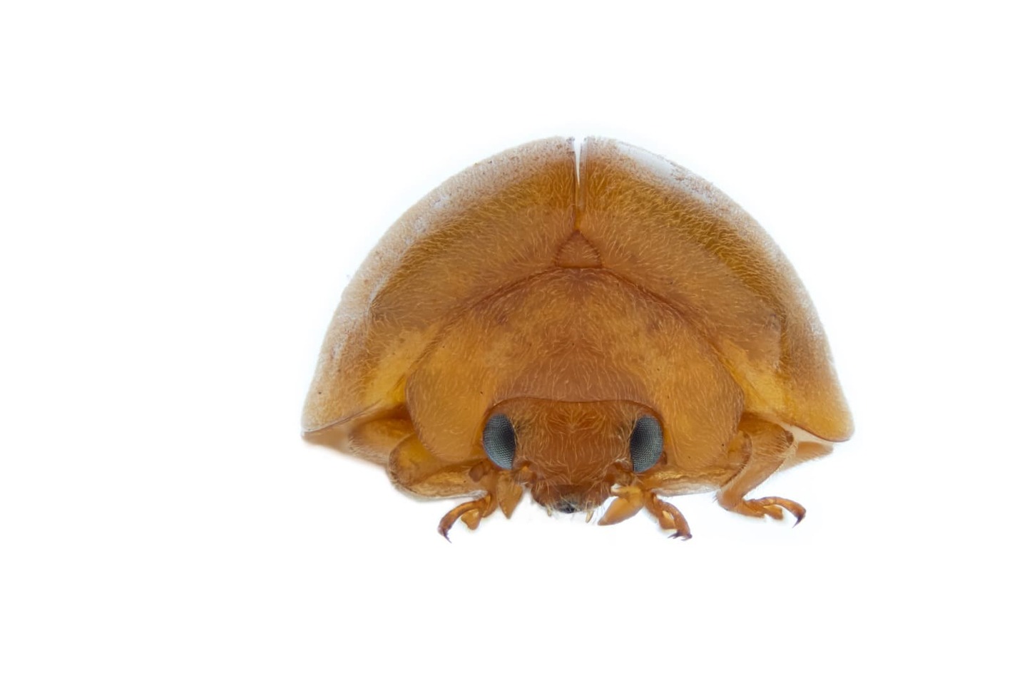 Nova espécie de joaninha é descoberta na Caatinga